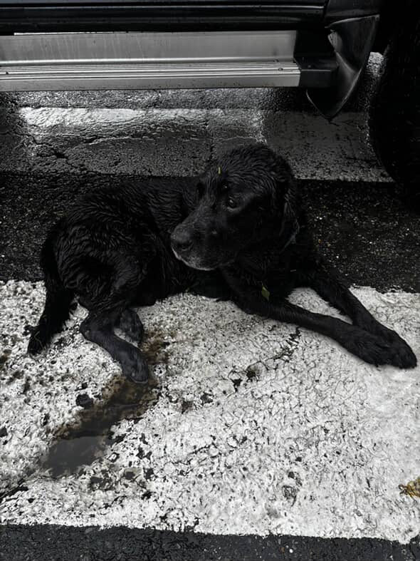 luisaguilarj's tweet photo. #ServicioPúblico | Baruteños, nos reportan que este perrito fue encontrado hoy en la Av. Río de Oro. No tiene placa de identificación.

Por el momento, se encuentra resguardado por los vecinos de la zona.

De ser sus dueños o conocerlos, por favor comuníquense al 0412-0197458. ¡Compartiendo también podemos ayudar!