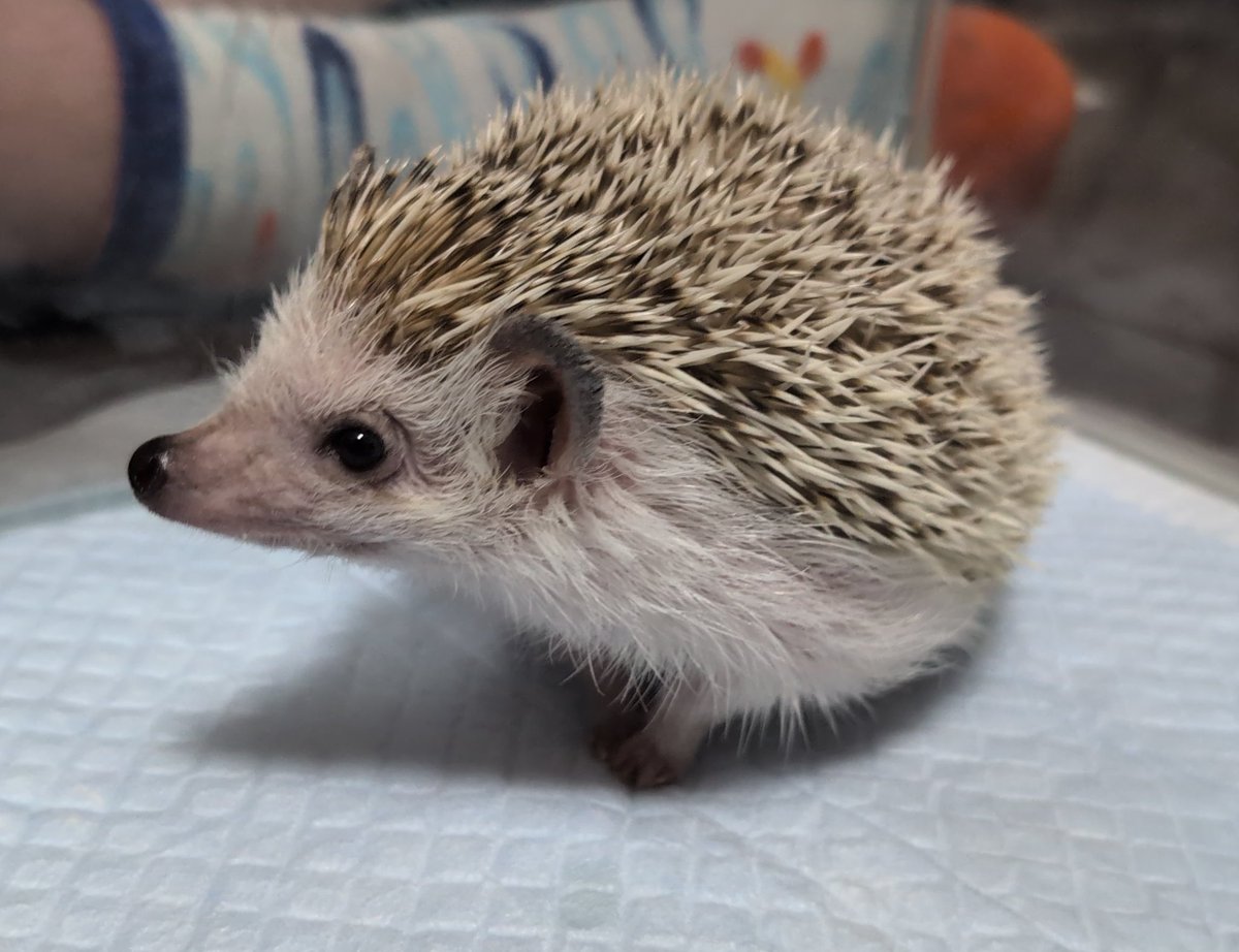 ちくたん、3歳になりました！！！🦔🦔🦔
相変わらずマイペースで愉快なちくちくです