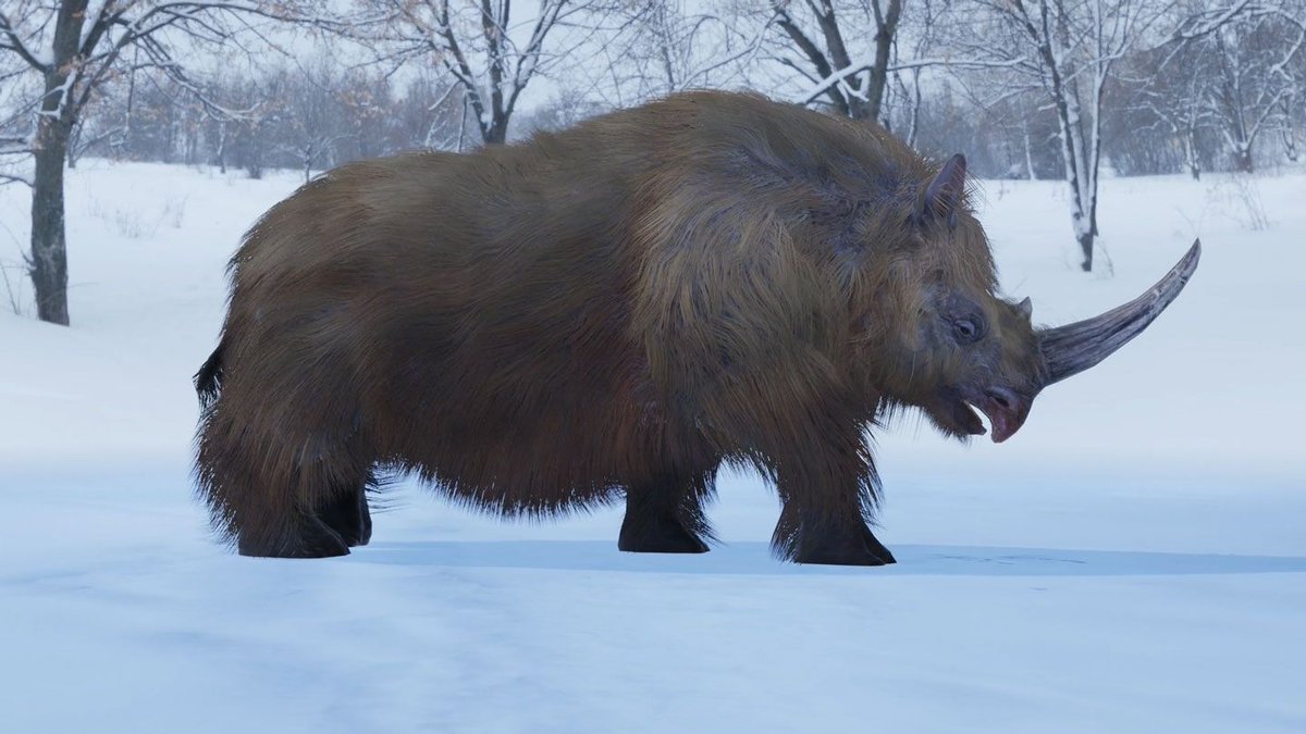 savetherhino's tweet photo. A 1.6m woolly rhino horn found in Siberia reveals Ice Age rhinos lived up to 40 years and used saberlike horns to clear snow—offering clues to ancient climate and survival https://t.co/o2k8IBOyb6 https://t.co/NRv0uQFv5p