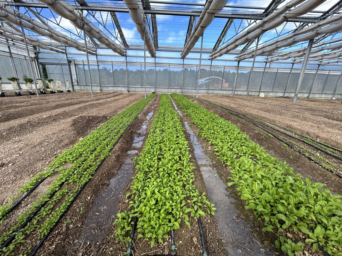 OneEleuthera's tweet photo. 🌞🐝The Oasis Grow House is more than a greenhouse—it’s a living classroom and a model for sustainable agriculture. Powered by solar energy ⚡ and managed with smart technology, it creates optimal growing conditions for a wide variety of crops! 🍅🥬
 🌱✨. https://t.co/JS1wAMGPGA