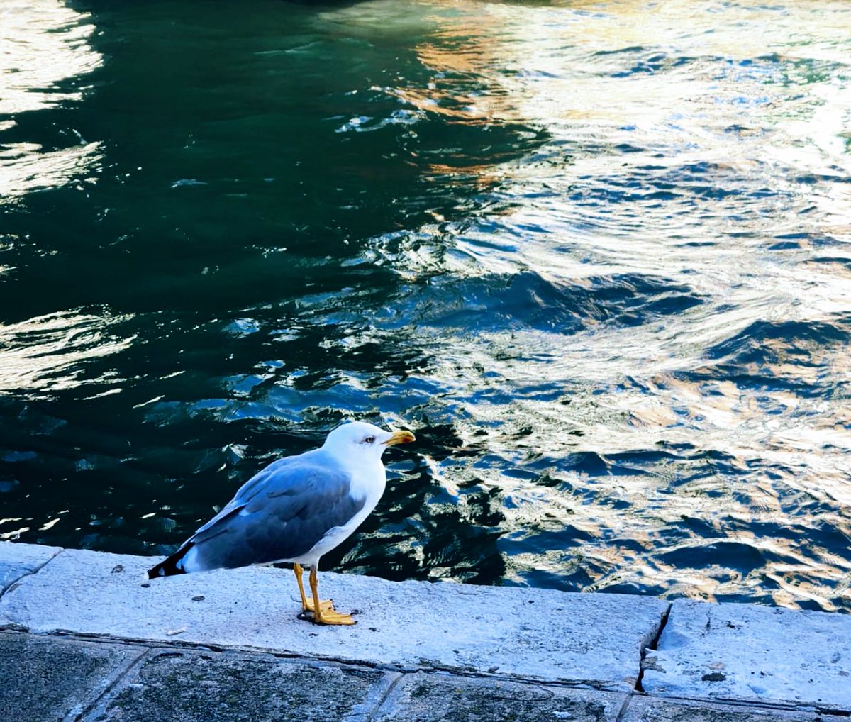 سِعَة قلوبنا بالصبر تأوي الضوء

تبدّد عتمات متلبّدة حولك

دقّاتها تغريدة تَتَواصل مناجاة

على غمّازَتيّ الخدّين ابتسامة العالم رسالتي

#هاشم_ذياب