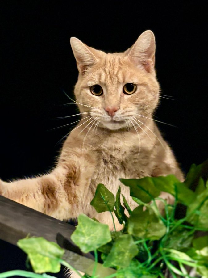 SusanCalman's tweet photo. Susan's #CatOf TheDay is Sam.
Thank you @booandhoney for sharing this pic! https://t.co/gfz2B7tSZ6