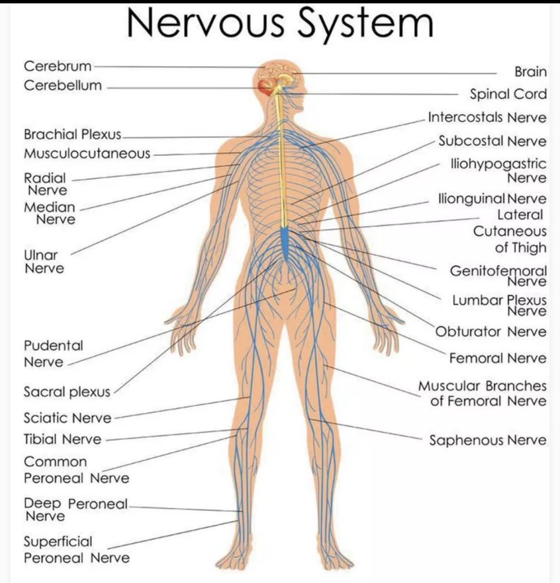 Quomi8's tweet image. Nervous system
#quomiprofessionals #quomi #medicalstudent #MedicalExam #StudyMedicine #medicalpictures #simplemedicine #makinghealthcaresimple #quomiquickies #medicaleducation
quomi.com/groups/quomi-q…