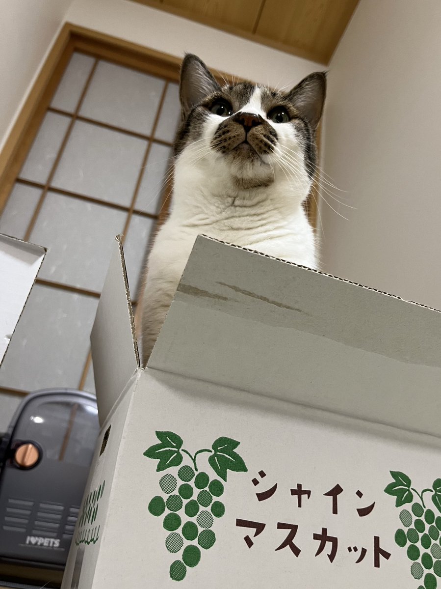 お目目もシャイン✨✨
#ねこ #猫の顔に猫