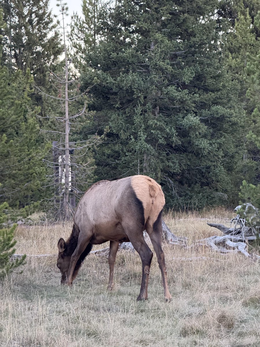 Good morning from Montana 🫎😌