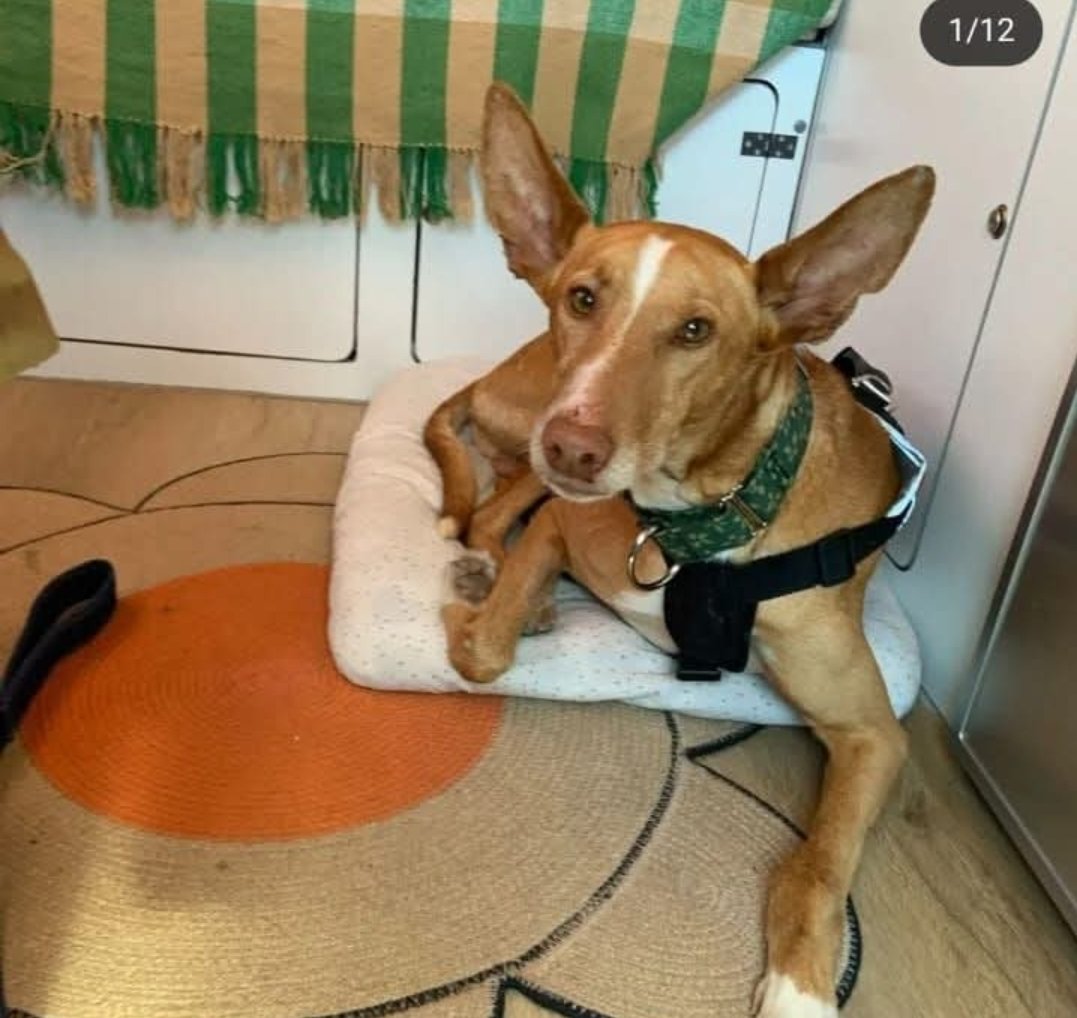 Missing Pets GB (@missingpetsgb) on Twitter photo LOST 14/10/25 Spanish #GREYHOUND  last seen in South #NORWICH City area.
Very Nevous and particularly of men. Please call 07594 406508 asap
<a href="/873Meredith/">Catherine Meredith</a> LOST 14/10/25 Spanish #GREYHOUND  last seen in South #NORWICH City area.
Very Nevous and particularly of men. Please call 07594 406508 asap
<a href="/873Meredith/">Catherine Meredith</a>