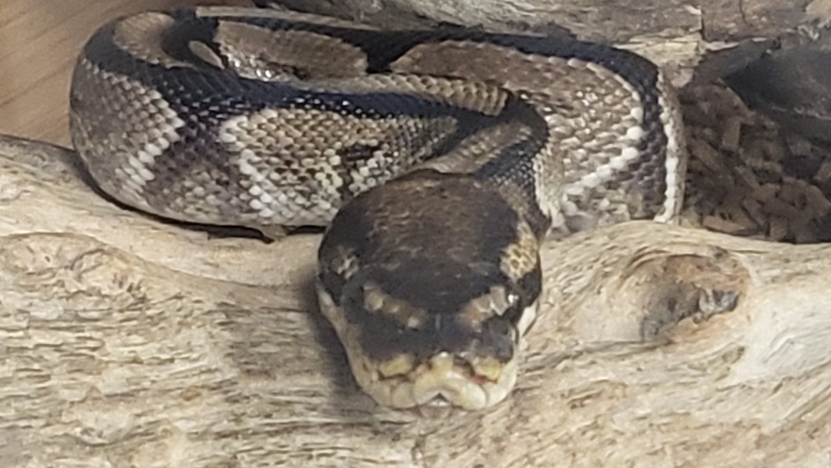 The Ellesmere Port CE College tweet media