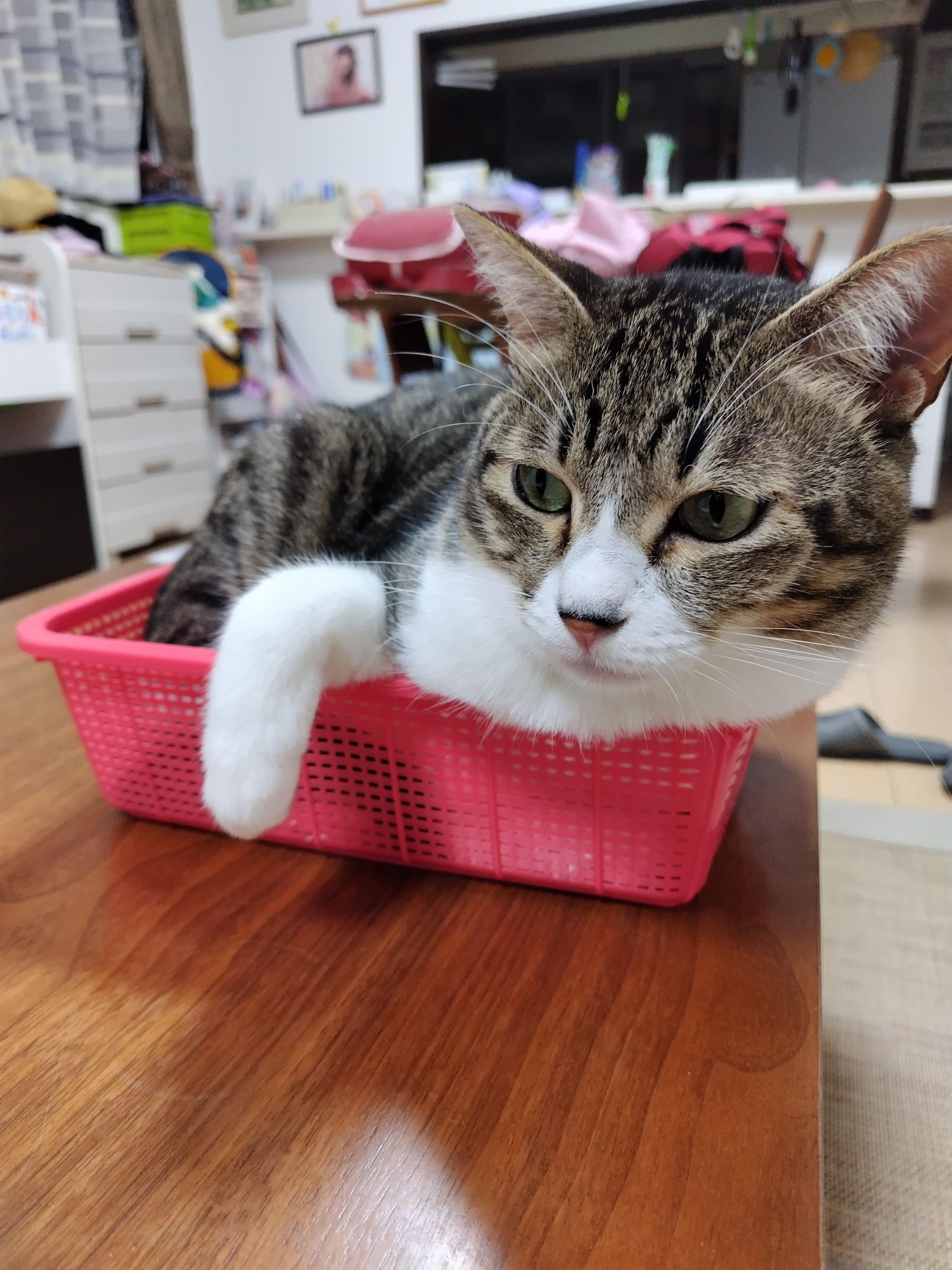 白猫好き イト様 ダイソン好きキジ白ネコ(基本フォロバ) on X: 