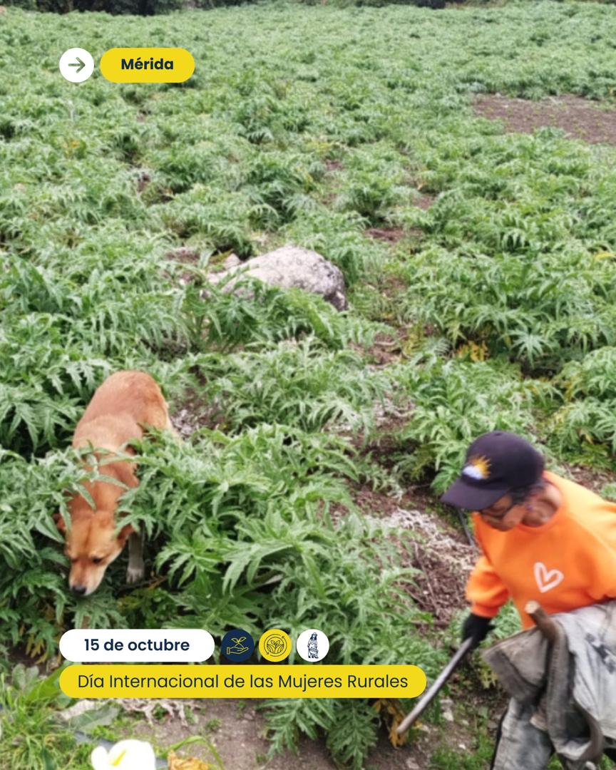 EnciudadanoMerida tweet media