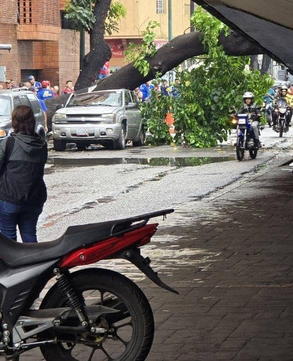 ReporteYa's tweet photo. #15Oct #Caracas 
 Atención: A las 08:45am reportan que un árbol cayó sobre un vehículo en la Av. Fuerzas Armadas, Caracas. Se desconocen heridos y daños. - @albertoprato02 https://t.co/ARhqnslxMy