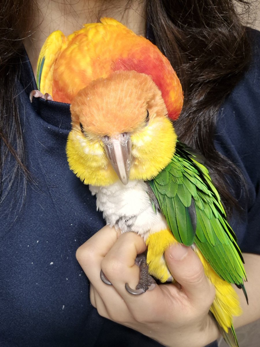 앵무새 머리가 부풀 때마다 민들레가 활짝 피어나는 것 같다... 하루에 수십번 피고 지는 따듯한 꽃 두 송이 보고 가세요