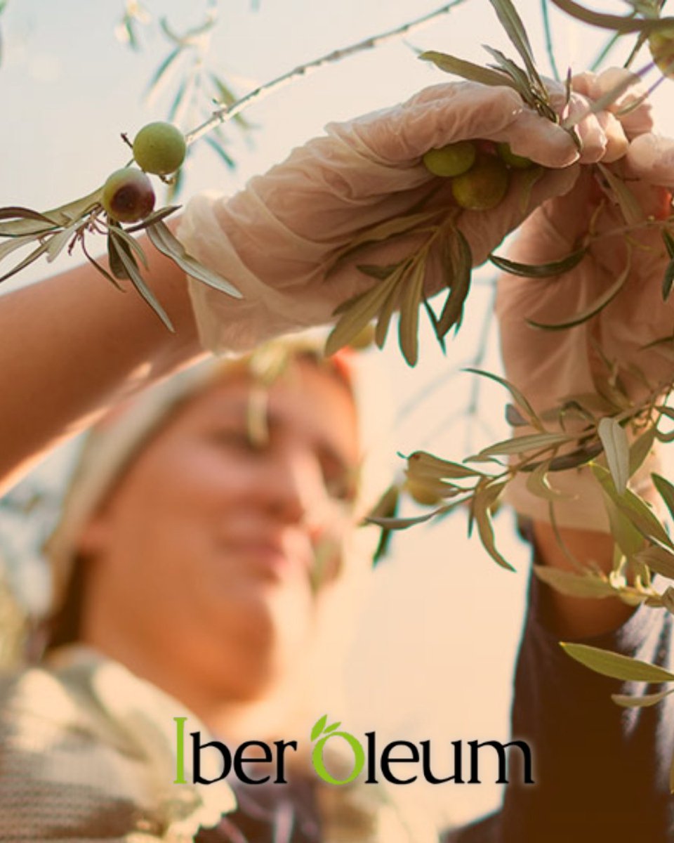 💪 Ellas siembran, cuidan y cosechan el alma del olivar.

Hoy celebramos a las mujeres que hacen crecer la tierra. 💚

#DíaDeLaMujerRural #IberOleum2025 #CulturaDelAceite #AOVE #MujeresDelCampo