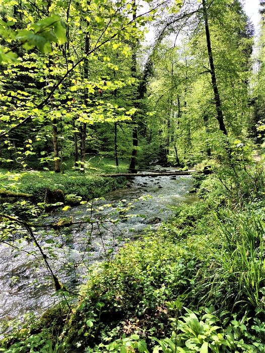 Repetition

Forests, guarantee for  

-clean oxygen-rich air 
-CO2storage 
-biodiversity 
-water purification and regulation 
-lowering of temperatures 
-wind breakers 
-enrichment of healthy soil 
-Medicine for our body and mind💚🌱🌿☘️🌲🌳🍀💚