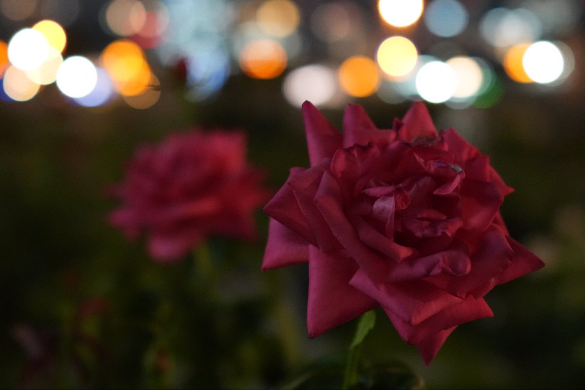 red373k's tweet photo. 中之島のバラ
#RX1RM3 https://t.co/M213cgo9WL