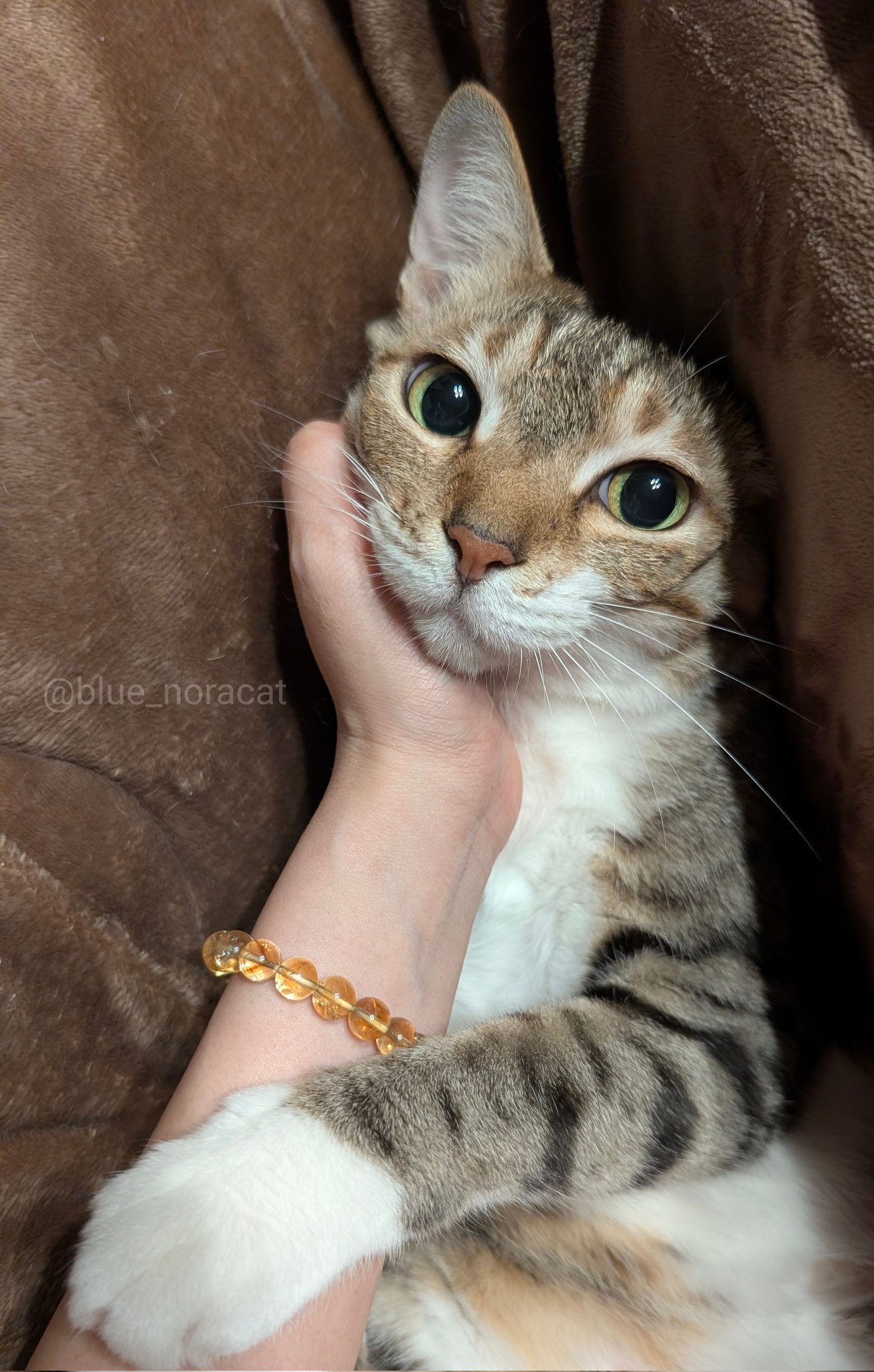 猫又ページ Amazon.co.jp: Catstages ペットステージ (Petstages) タワー