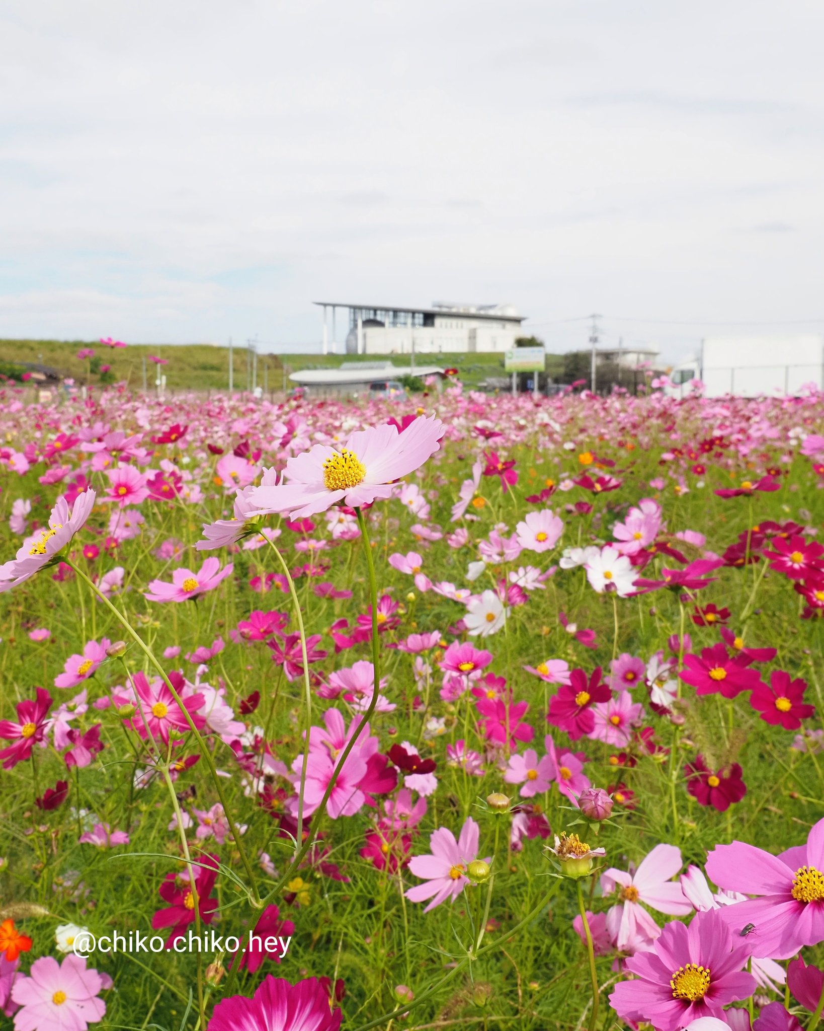 コスモスです❗️❗️❗️ コスモス - Search / X