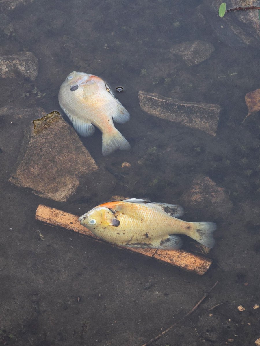 My friend took photos of a big fish die-off at one of my favorite fishing holes this past weekend. The likeliest cause seems to be drought—or contamination from a local construction company that's permitted to fill in the pond.