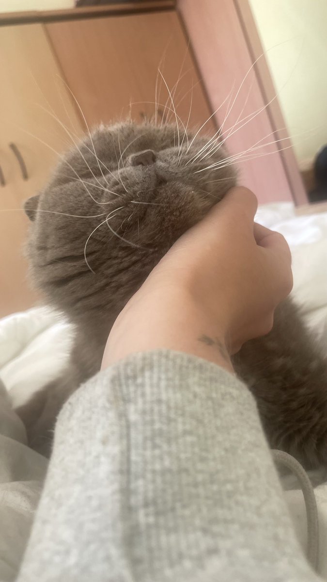 Я вам фото довільного кота, а ви допомагаєте наблизитись до соточки добре? 🙏🏻🙏🏻🙏🏻😭

send.monobank.ua/jar/5xcKbtLmhy