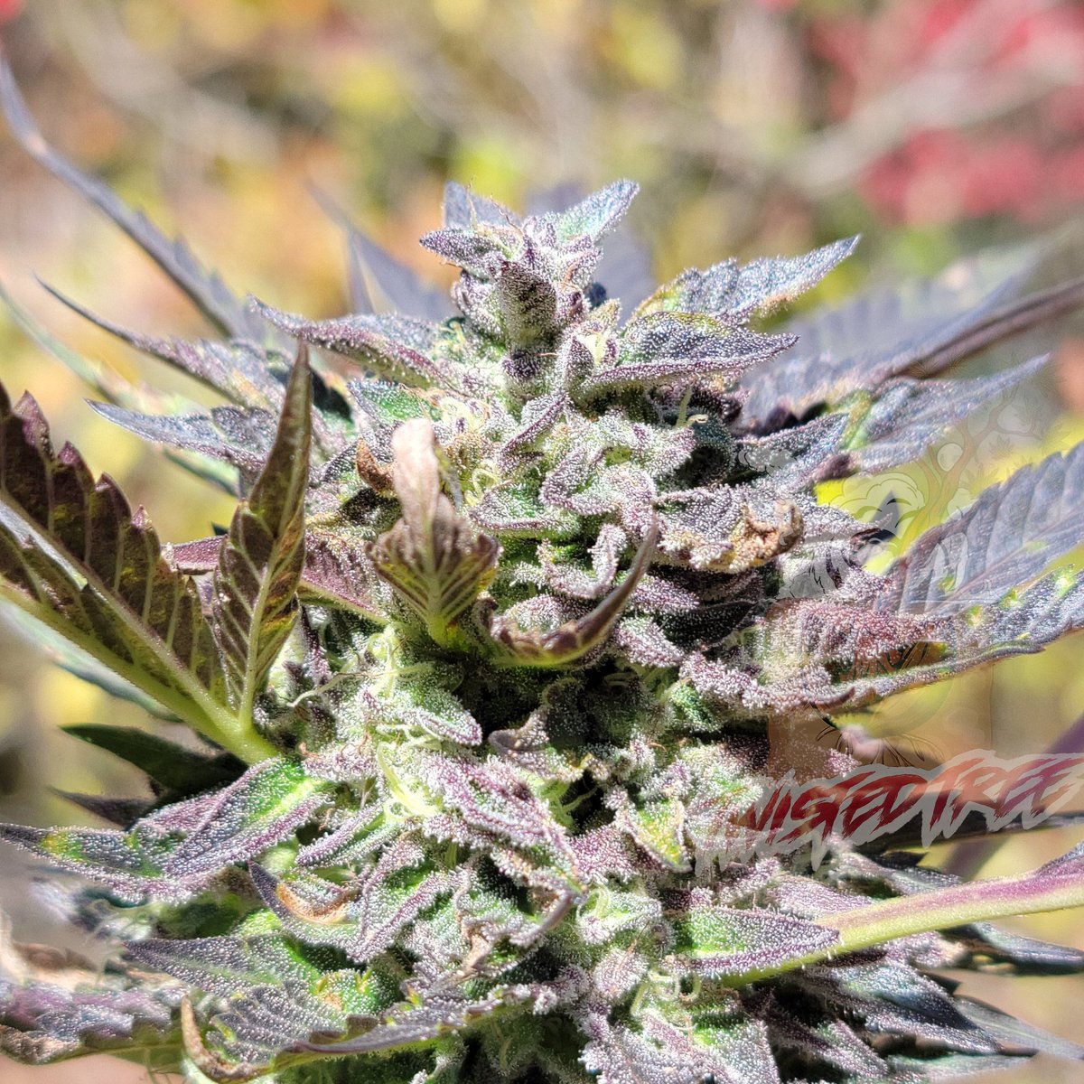Twistedtreeauto's tweet image. ☀️Good morning stoners 😶🌫️, Wake Up, Toke Up! Happy Hazy Wednesday, seed fiends! Let’s plant some positivity and watch it grow like a perfectly cured bud. Keep it chill and make today dank! #CannabisCommunity #HumpDayHigh