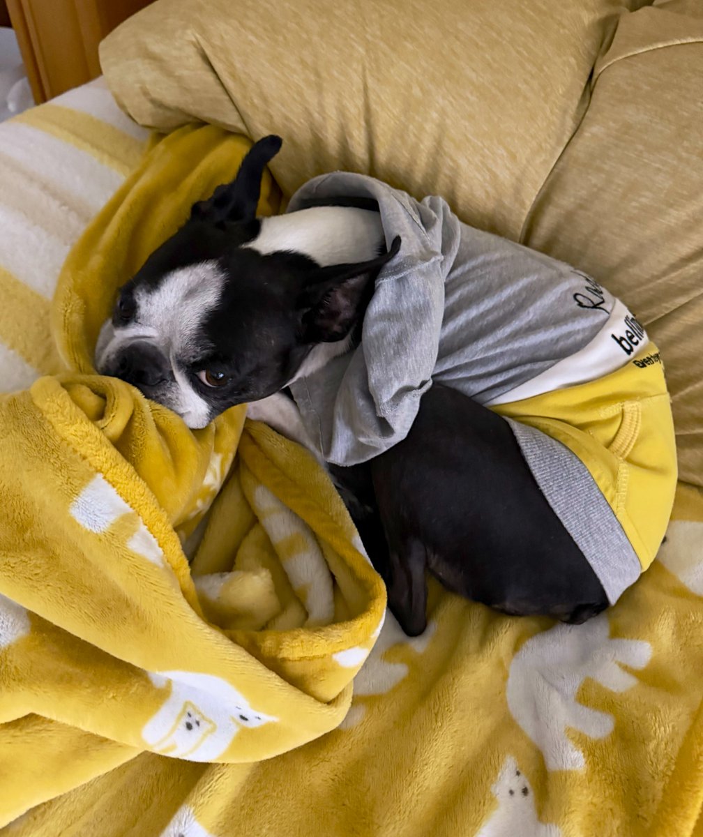 寝るよ〜
おやすみなさい💤

#ボストンテリア

ママは今日もピリの足元かな😂