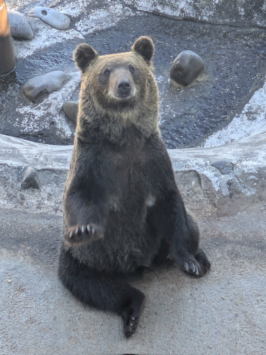 のぼりべつクマ牧場