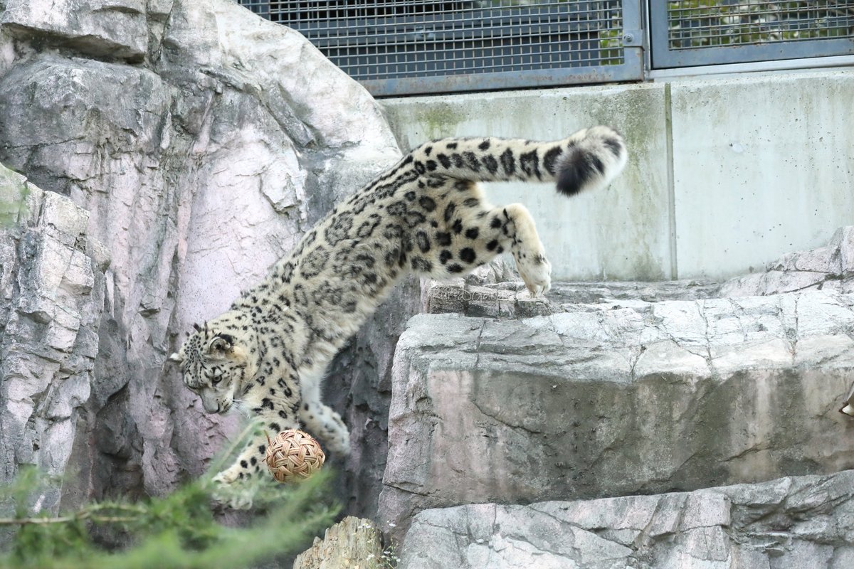 円山写ん歩
サッカーがすきー
***
Take a walk at Maruyama Zoo
I like watching soccer
***
🐾
🐾
#円山動物園 #ユキヒョウ #ヒカリ
#maruyamazoo #snowleopard #hikari