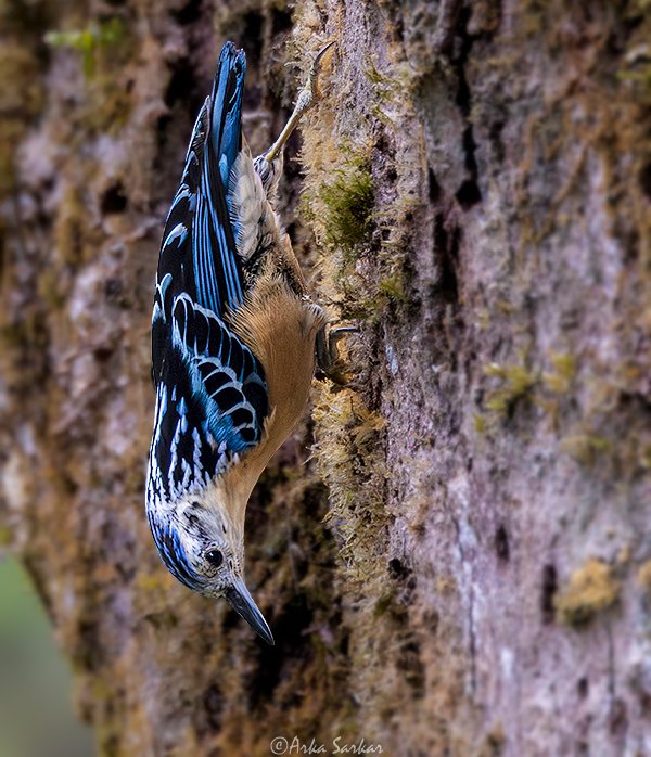 sarkar_arka's tweet photo. Beautiful Nuthatch
Eaglenest WLS, April 2025
#IndiAves #birds #feathersofasia #birdphotography #nature #NaturePhotography #birdwatching #birding #WaytoWild
@Avibase
@orientbirdclub https://t.co/ErGUY4nVes