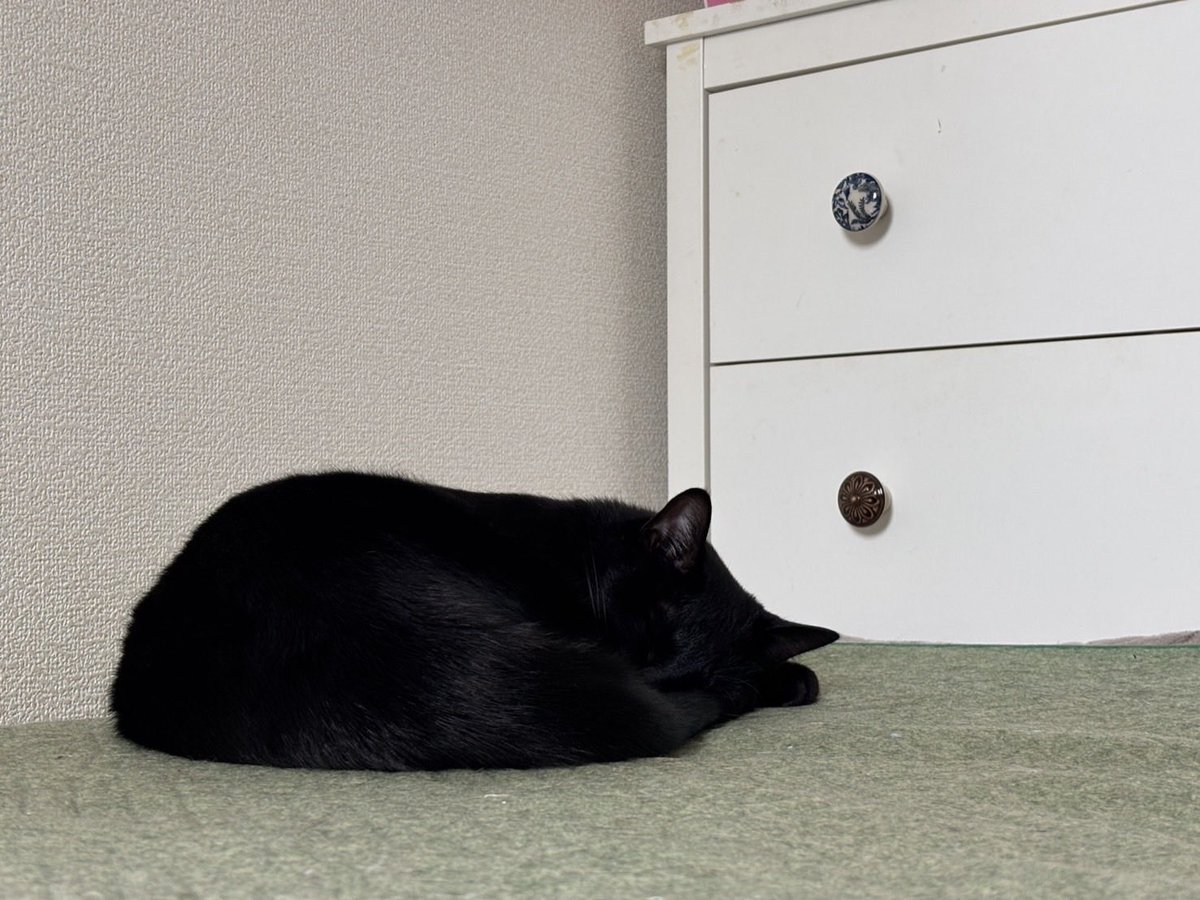 同じ猫という生き物で同じ格好なのに毛が黒いだけで全く表情分からない。