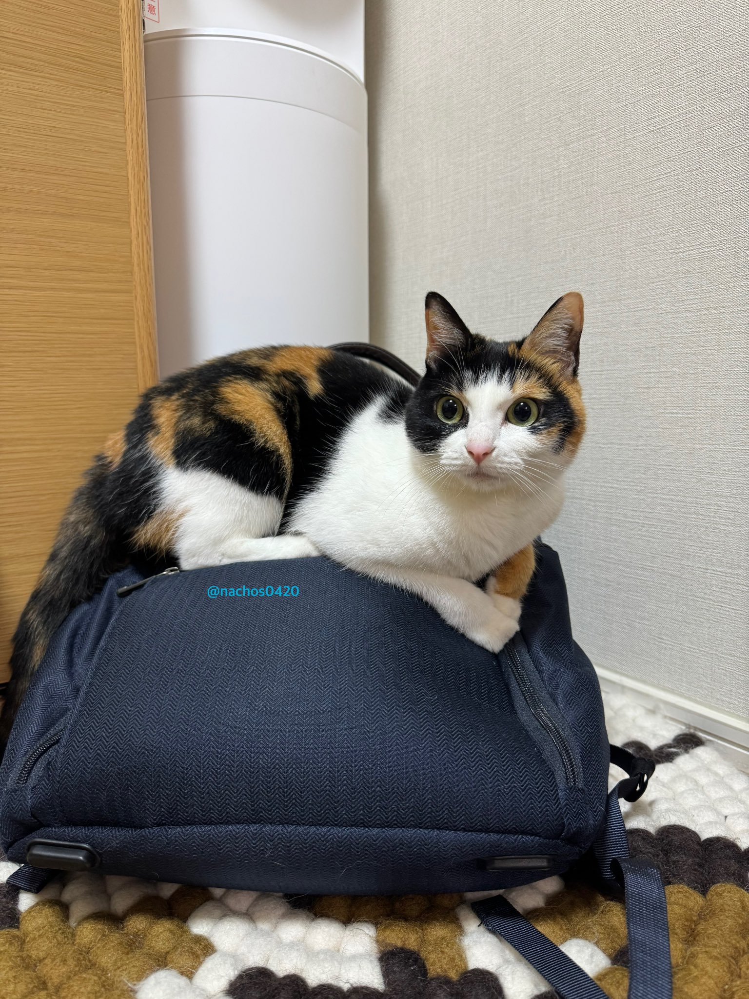 ナツ👕🌼スイ💎✨ (@nachos0420) / X