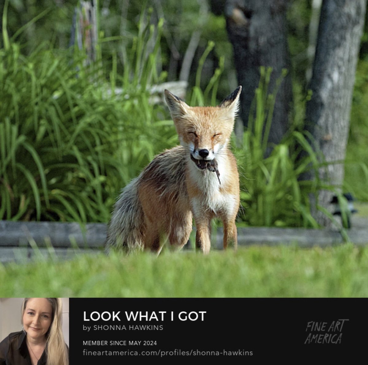 Art on sale at #FineArtAmerica! 
Look What I Got

fineartamerica.com/featured/look-…

#RedFox #VulpesVulpes #Mammal #WildlifeWednesday #WildlifePhotography #Wildlife #BuyIntoArt #ToteBags #Art #ShonnaHawkinsPhotography #WallArt #WallDecor  #HomeDecor #Prints
