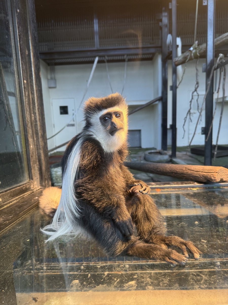 asahiyamazoo1's tweet photo. 一昨日のアビシニアコロブスのあかり
#旭山動物園 #asahiyamazoo
#アビシニアコロブス #abyssiniancolobus
#あかり #サル舎 https://t.co/6JPObaZ8EM