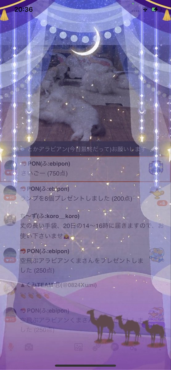 アラビア～ン最終日にもろた🫶
ありがとうございます🙇‍♀️
嬉しい～💕

#ラグドール
#もふもふTV
