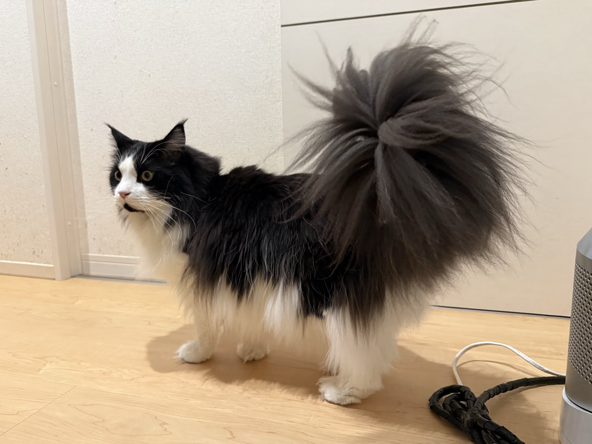 とらねこ 猫とら。 (@nekotora0116) / X