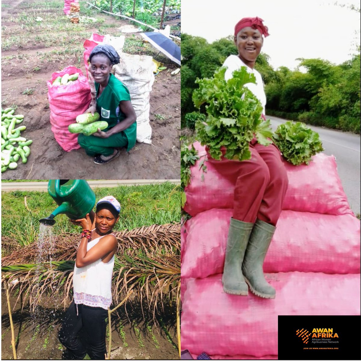 Afrika Women Agribusiness Network - Afrika tweet media