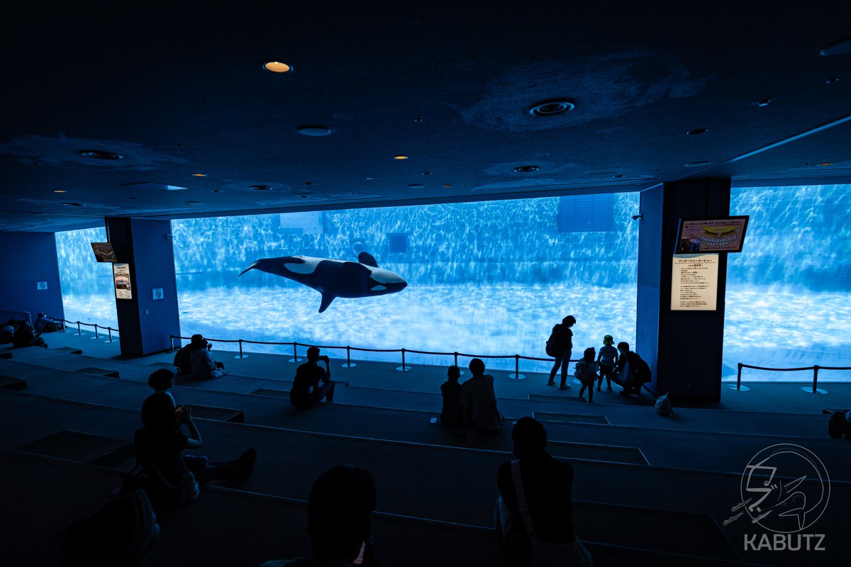 tan_sui_kabutz's tweet photo. 名古屋港水族館がすごすぎる https://t.co/HWbZ4TRsOY