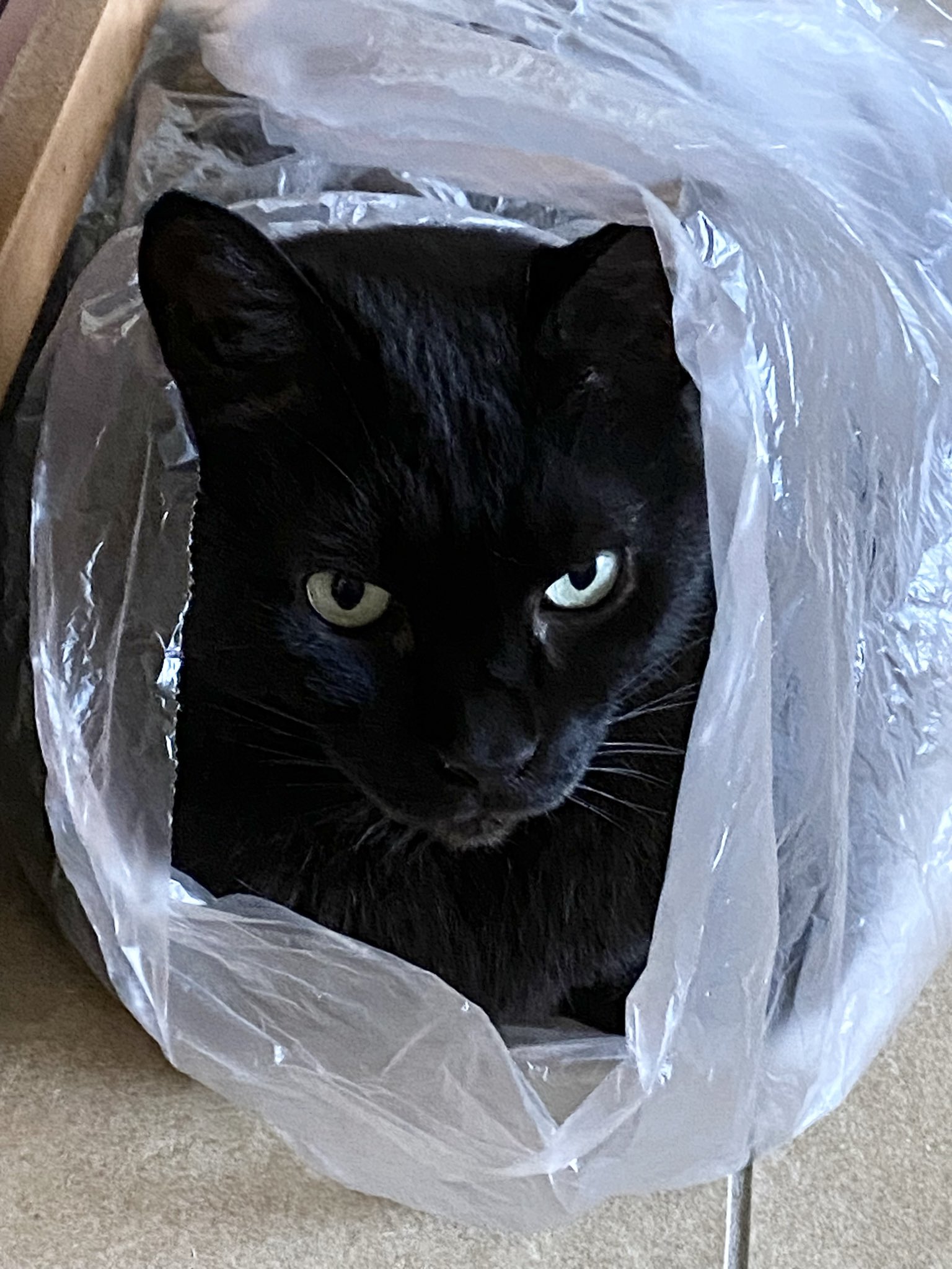 くろねこ＊ページ ぺぺ太 on X: 