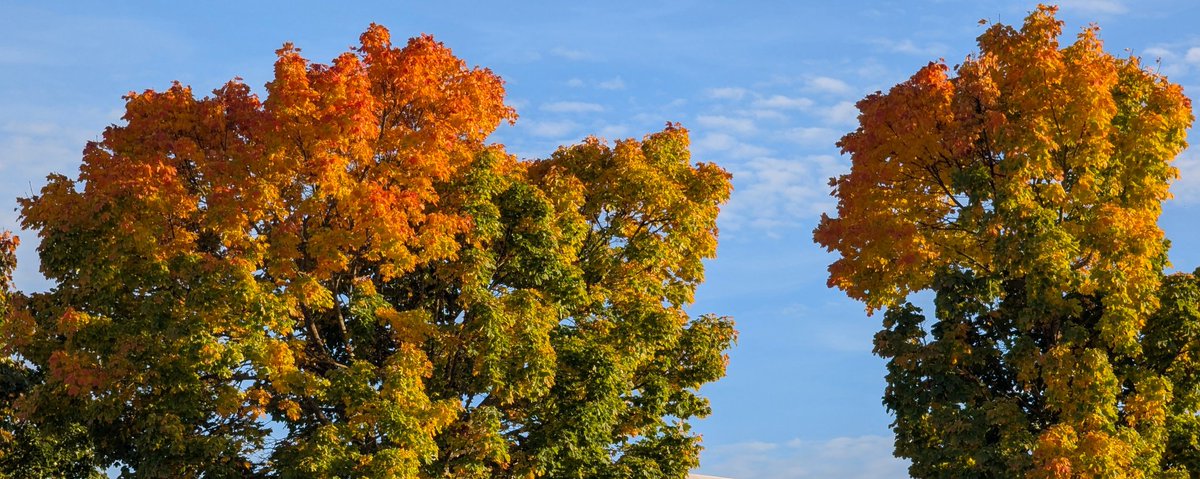 Doc_Beule's tweet image. Schon schön, der Herbst....