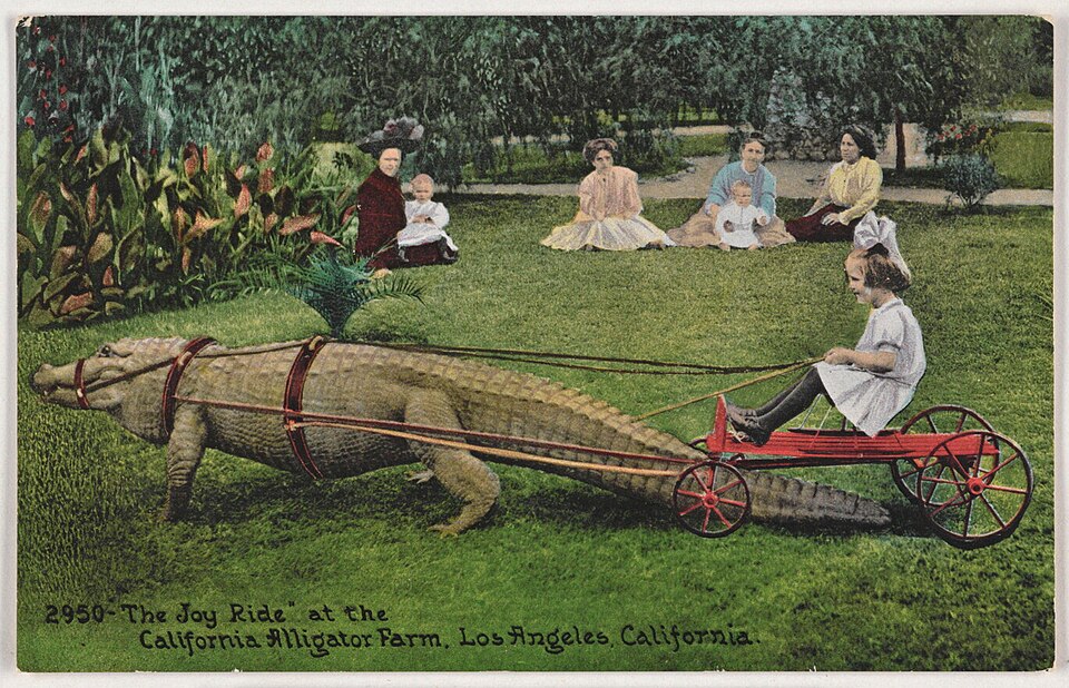 Between 1907 and 1953, an alligator park in Los Angeles offered visitors rides in carriages pulled by alligators.