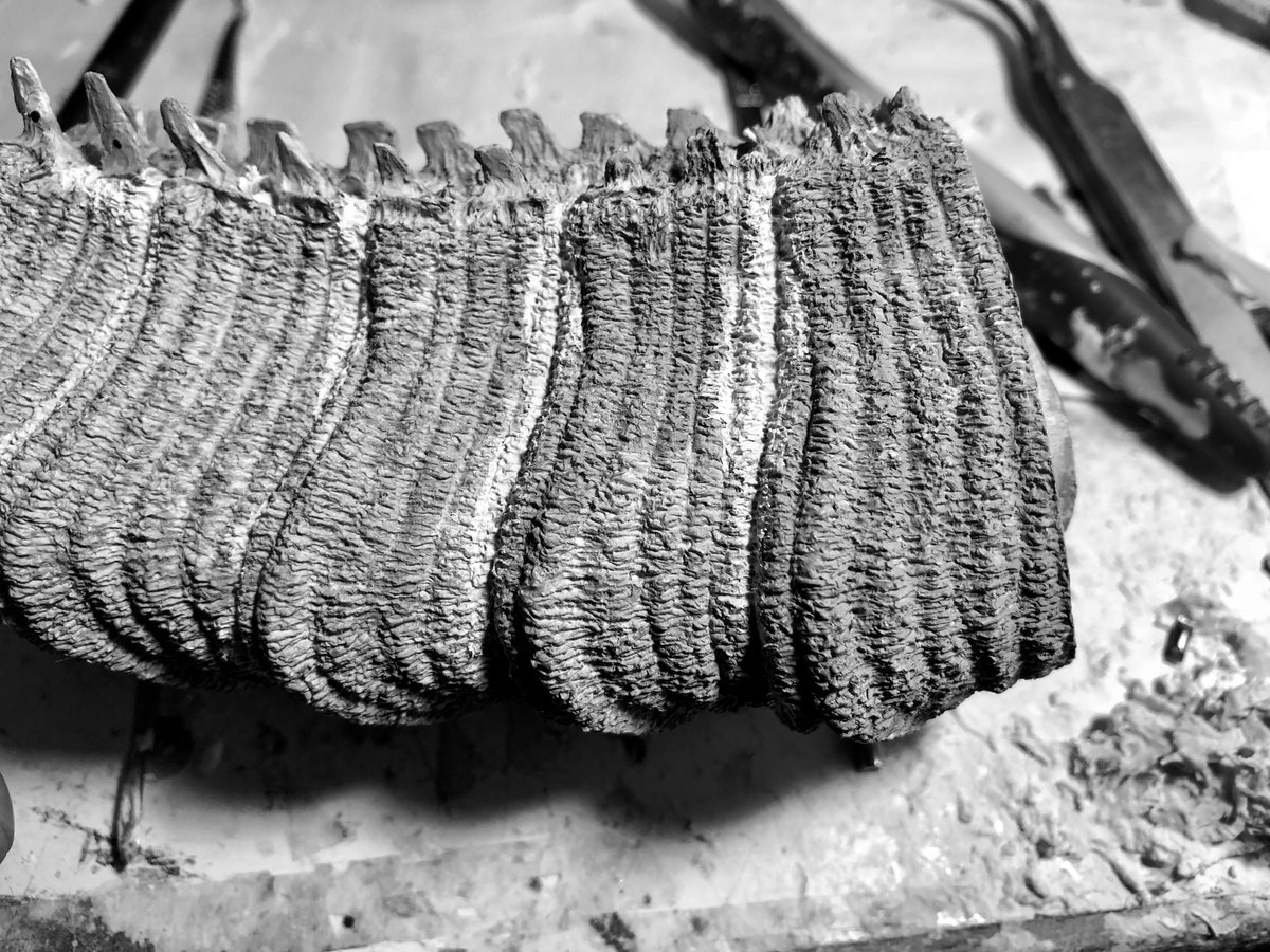 Ver.1のシンゴジラの尾の原型を短く加工している画。
芯にアルミホイル、周りにラドール系の粘土、表皮だけがファンドなんでナイフも入りやすく加工がしやすい仕組み。
アルミまで切らなければ蛇腹的にポーズもつけやすいのですが、見ると結局バラバラにして繋げてますね〜。