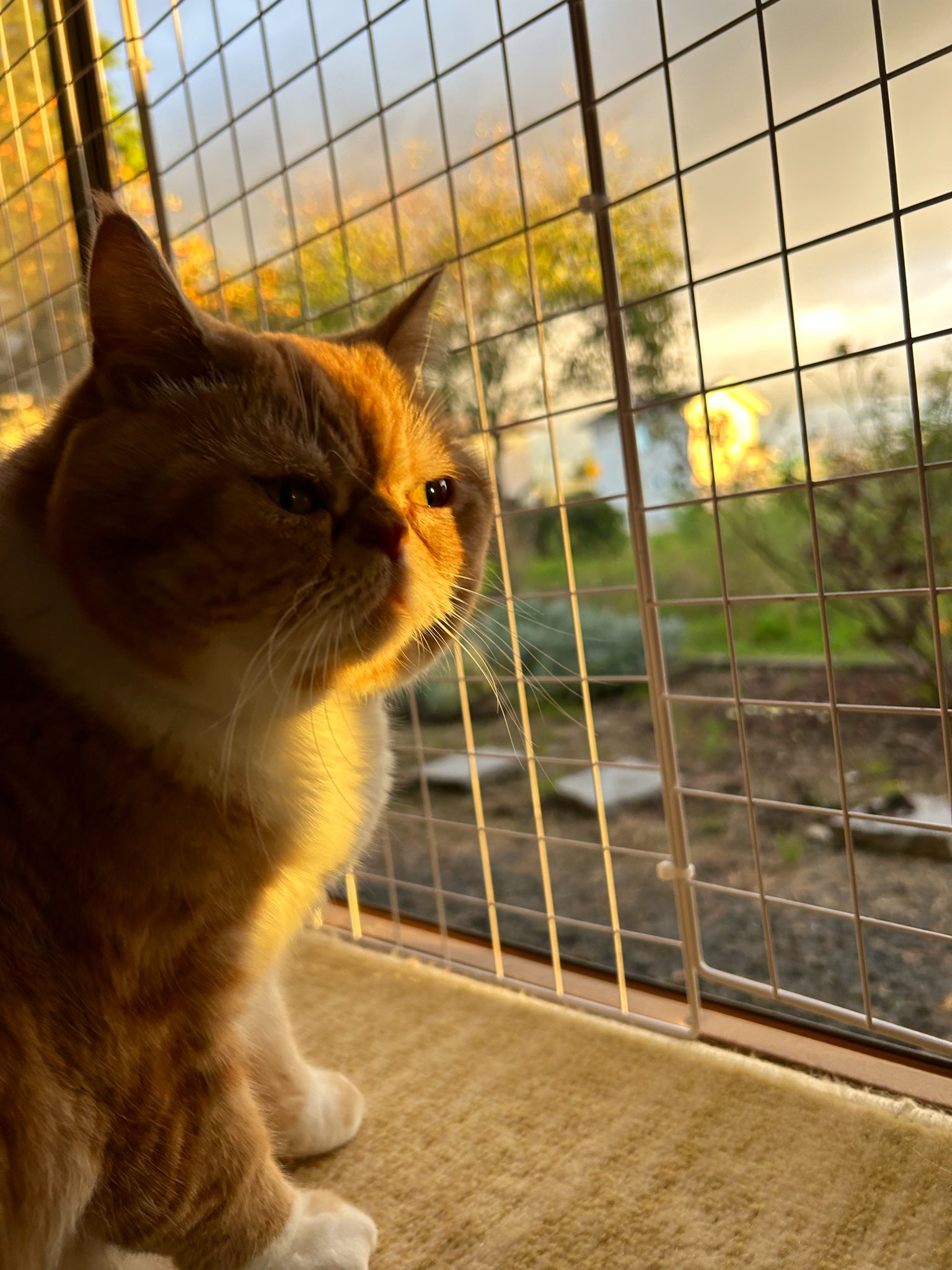 ラテネコ⭐︎ありがとうございます♡ ラテおば on X: 