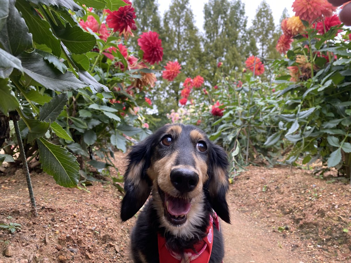 さくらとお花見てきた！🌼