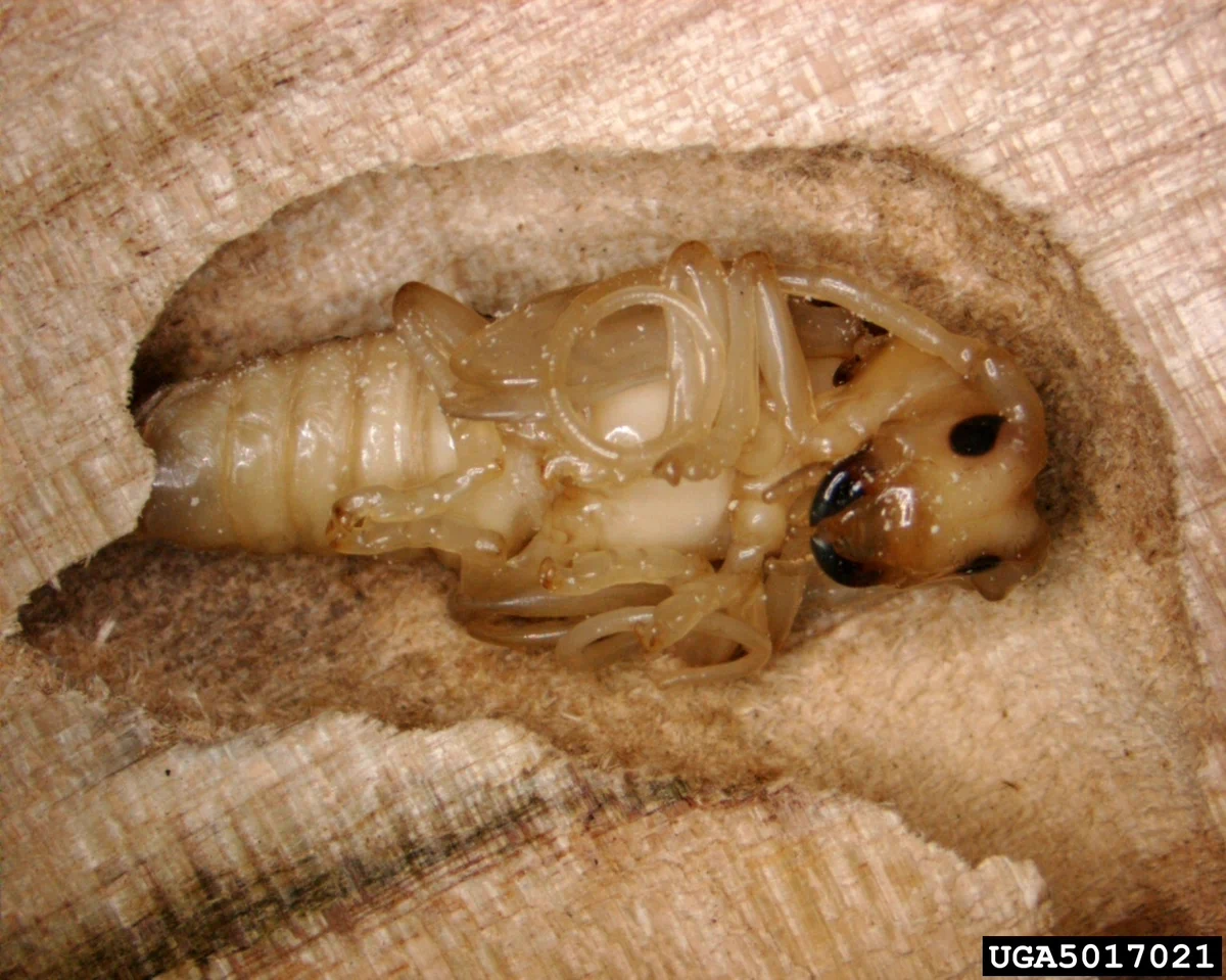 ALB larva: An Asian longhorned beetle pupa burrowed deep into the heartwood of a host tree. Credit: Pennsylvania Department of Conservation and Natural Resources, Bugwood.org.