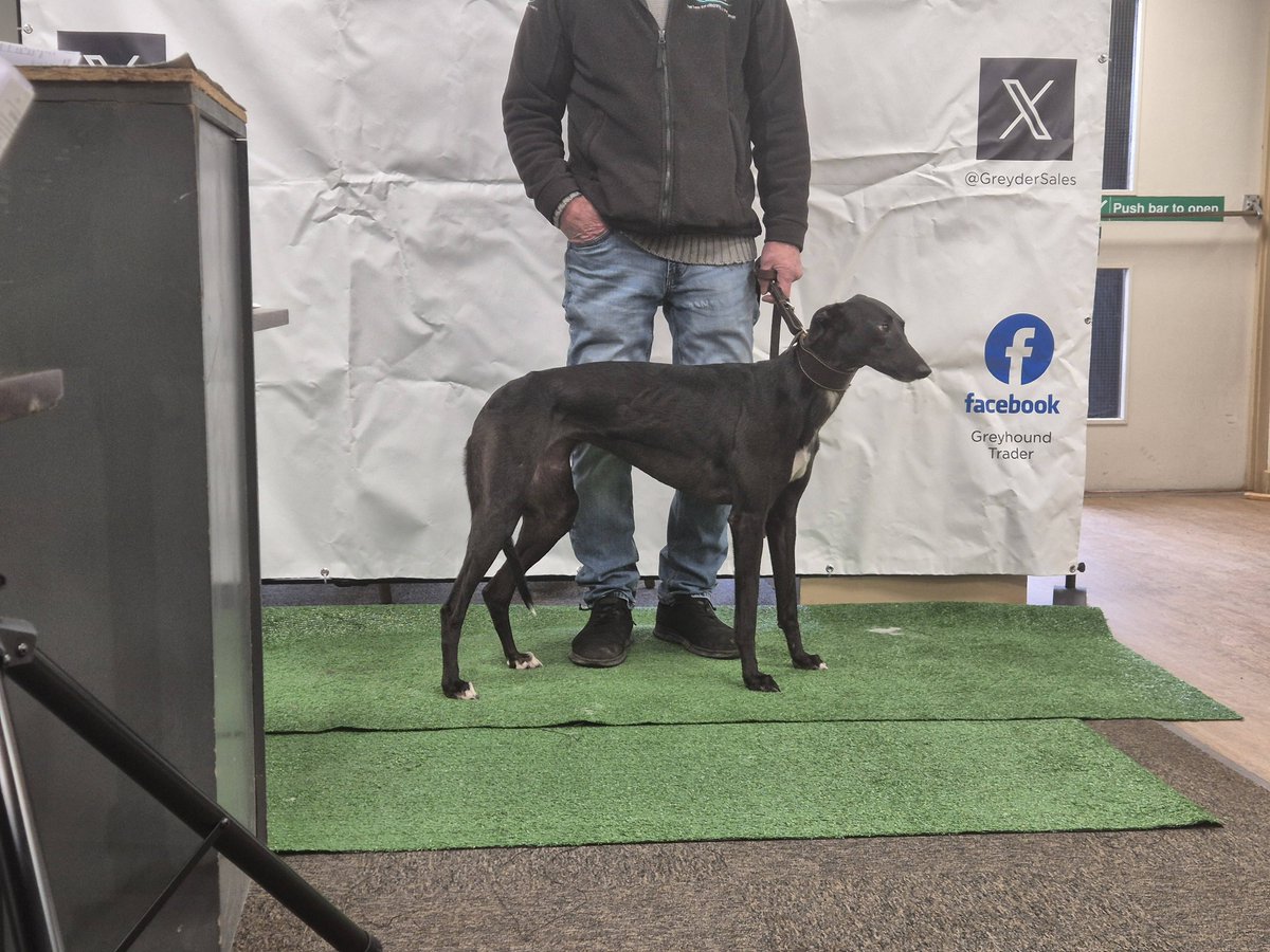 Lot 32 Cannonball Queen SOLD at £2700 ONLINE