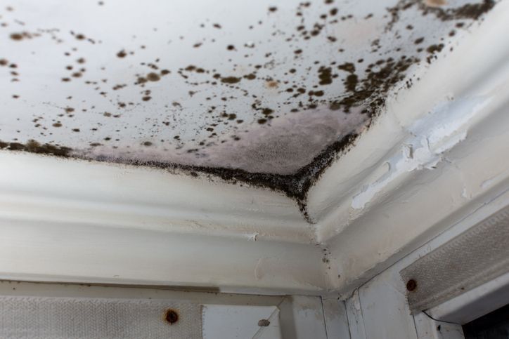 1ManAndALadybug's tweet image. Renovations open doors — literally.

Keep your home pest-free with simple prevention steps during and after projects.

Would you add pest prevention to your renovation checklist?

Full article here: buff.ly/8K7VUqS 

#PestPrevention #HomeImprovement