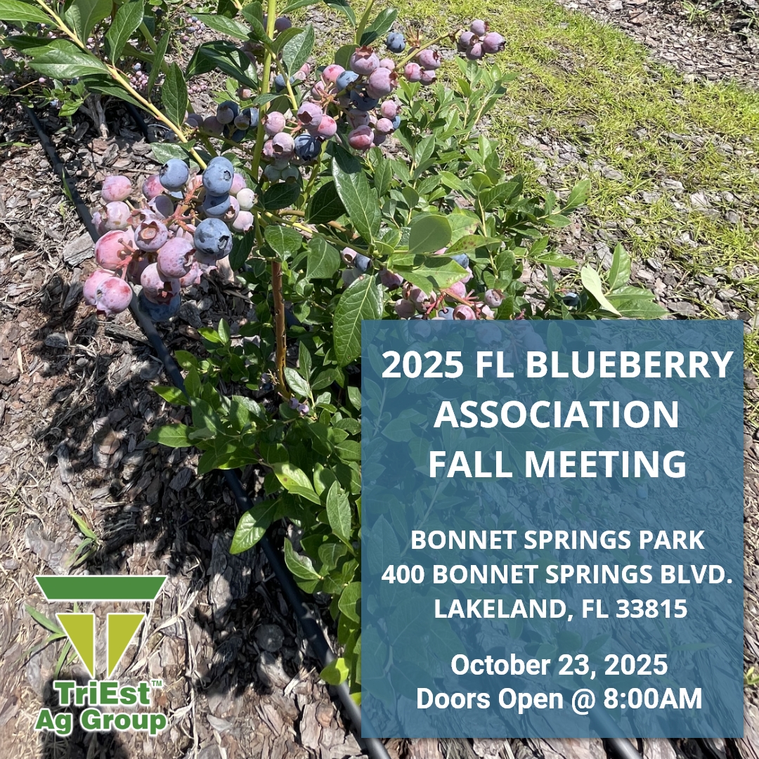 TriEst_Ag's tweet image. TriEst Ag Group will be at the FBGA Fall Meeting on Oct 23, 2025, in Lakeland, FL. Visit us to learn about our solutions for soil health, irrigation, ag tech, and plant nutrition that drive productive, sustainable blueberry crops. 🔗 triestag.com

#FBGA #AgTechnology