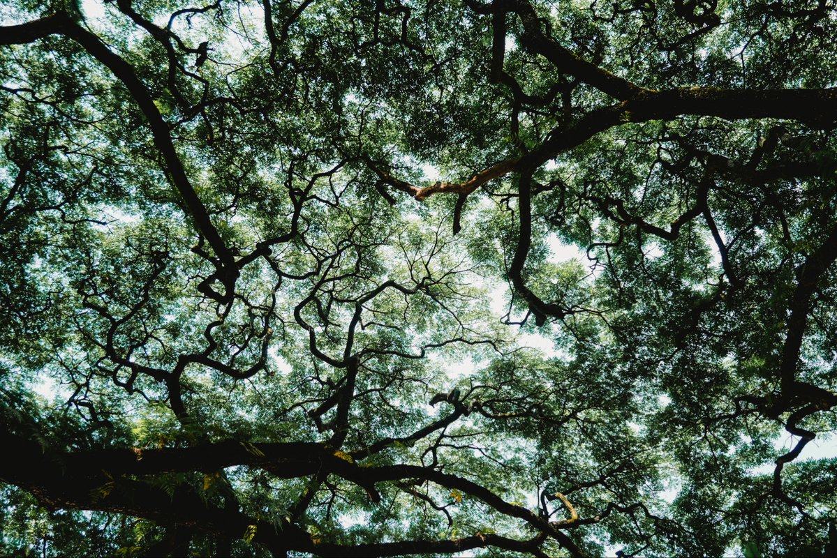 This is my tree friends, Trembesi 🌳