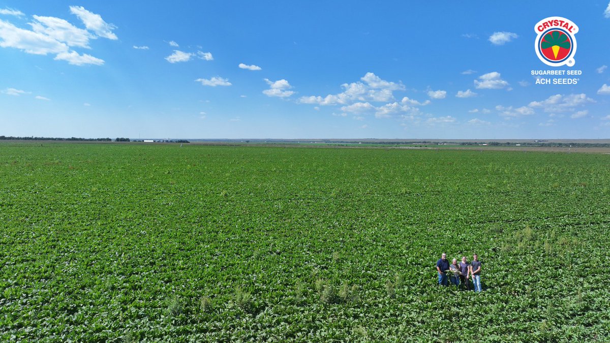 Crystal Beet Seed_ACH Seeds tweet media