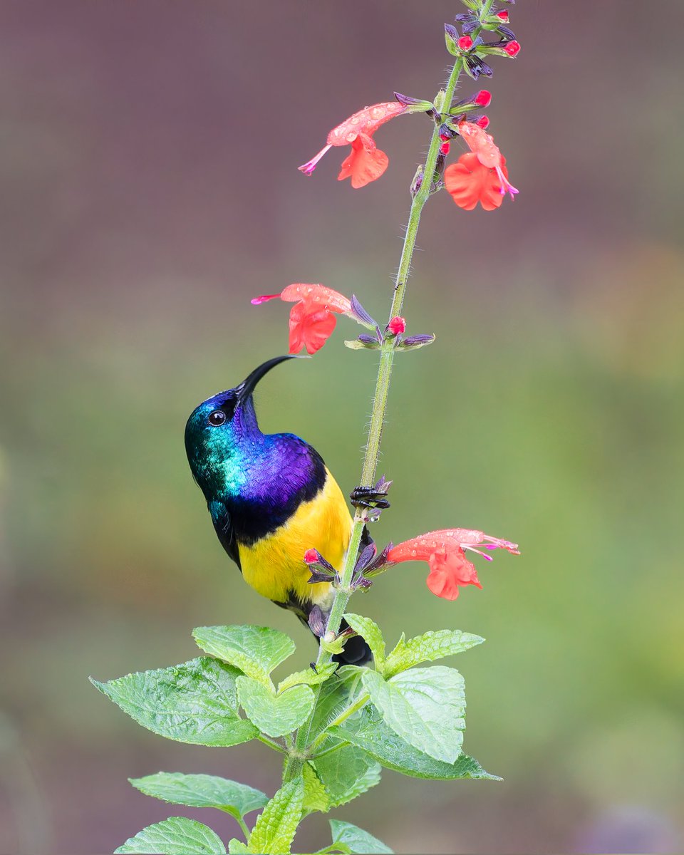 Kenyabirder's tweet photo. Variable Sunbird in Murang'a https://t.co/Qt6TMXleEO