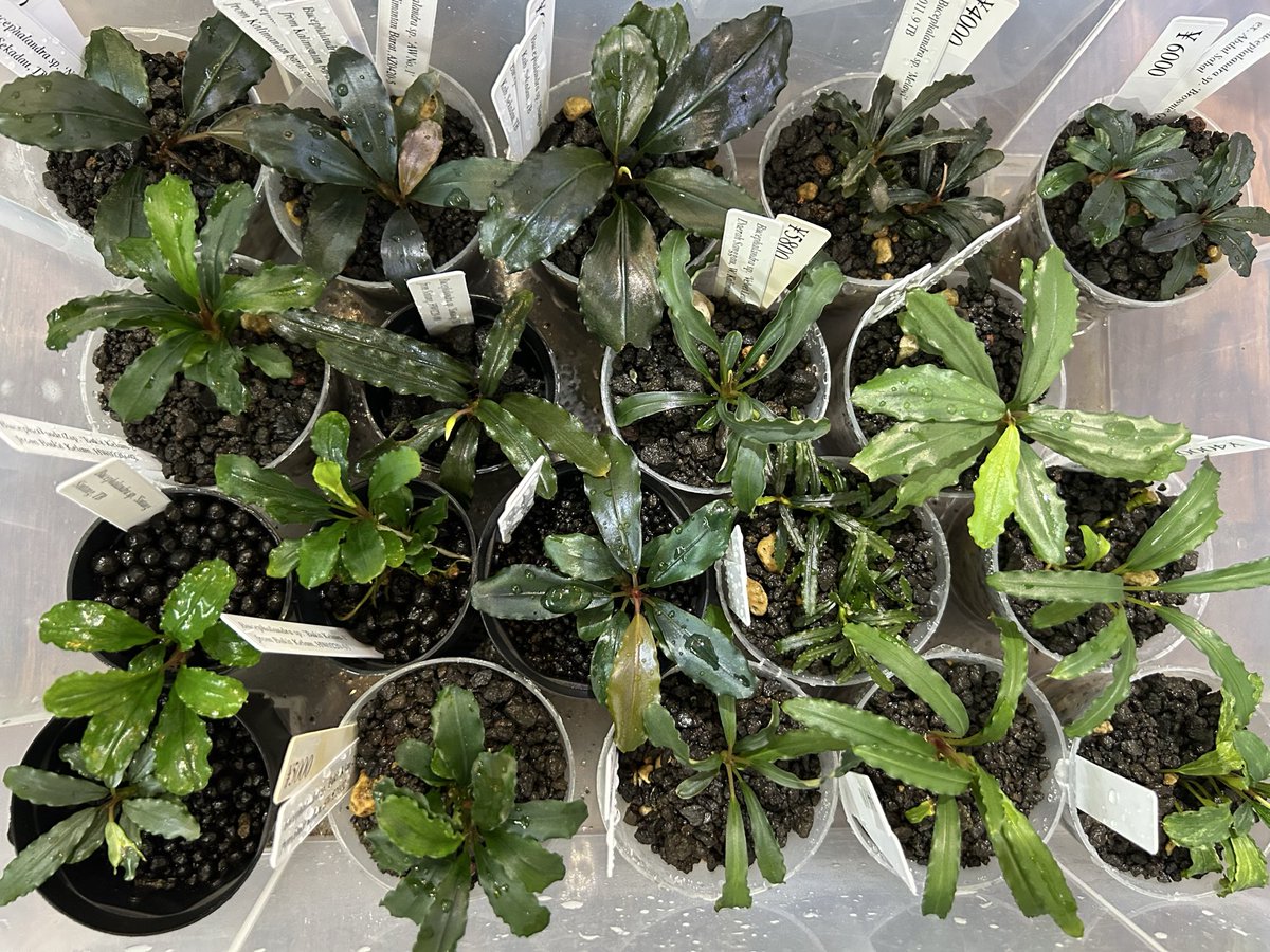 Bucephalandra sp. AW No1 4株付き Yahoo!オークション 【AZ便