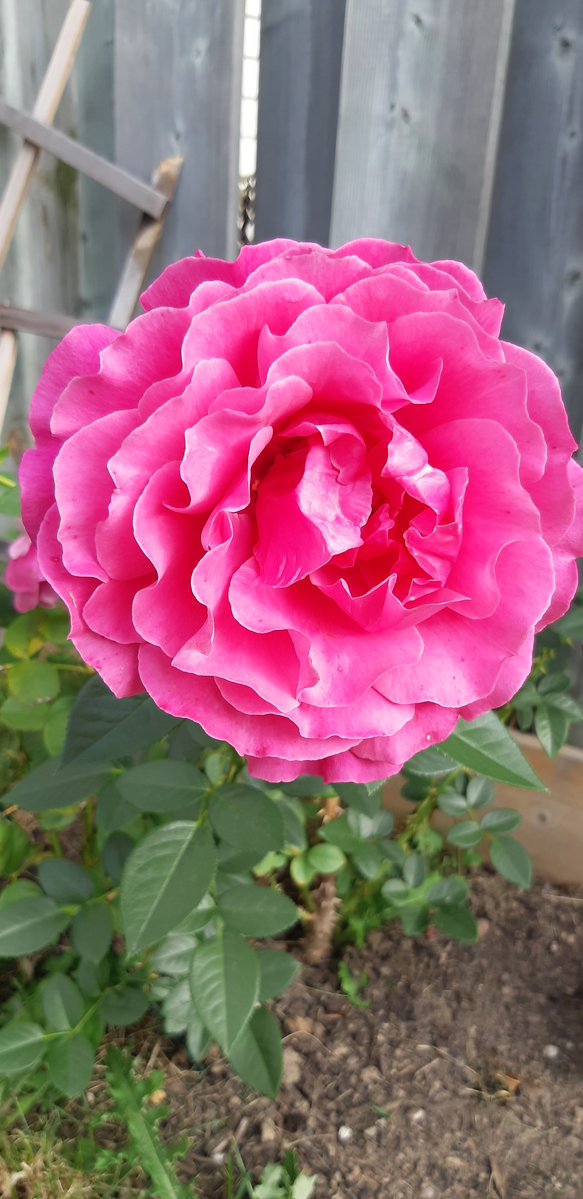 This is the largest of my roses still blooming. And the scent is amazing!